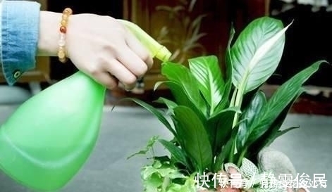 浇水前多做一件事，养花不烂根，花开满枝头，新手也会养