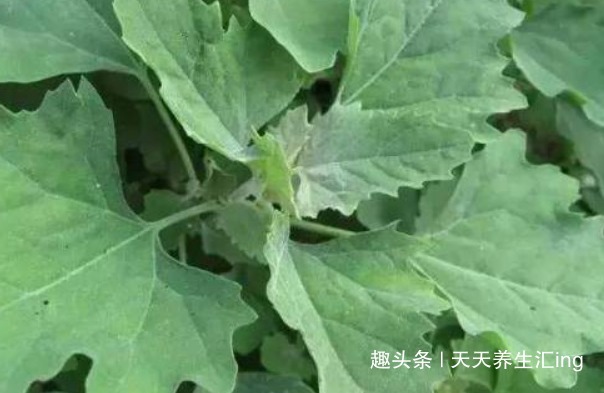 香椿|女性不想脸上爬满皱纹,常食4种食物,美容养颜,美容抗衰老