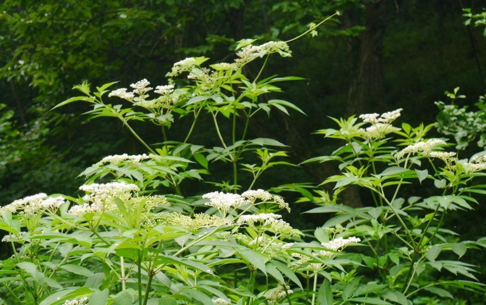 功效|农村大山常见的“野草”,是天赐民间润肺止咳的良方,胜过止咳药