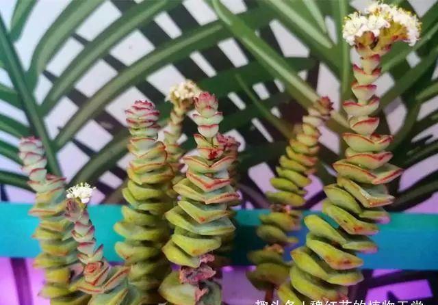 钱串开花,不好看就算了,味道还很难闻,还是剪了吧