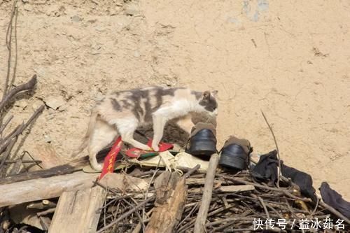 公鸡|寻访秦岭铁铜沟，这排老房子很好看，屋檐下色彩丰富，有红也有黄