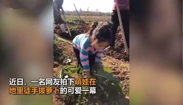 家长|3岁萌娃边拔萝卜边哼唱儿歌火了,网友大部分孩子的童年记忆