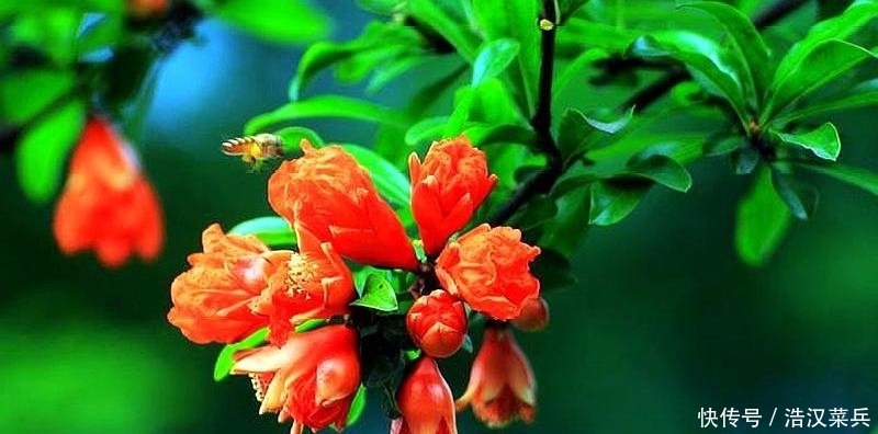 初夏五月天 榴花开欲燃 带着古诗情韵相聚榴花于碧水青山间 全网搜