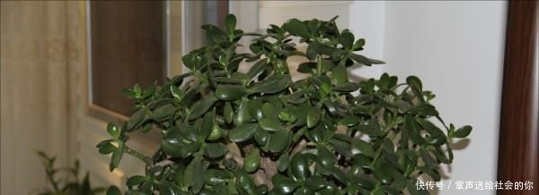 玉树|“耐干旱”的3种花,即使40天不浇水,一样“爆盆”,生长快!