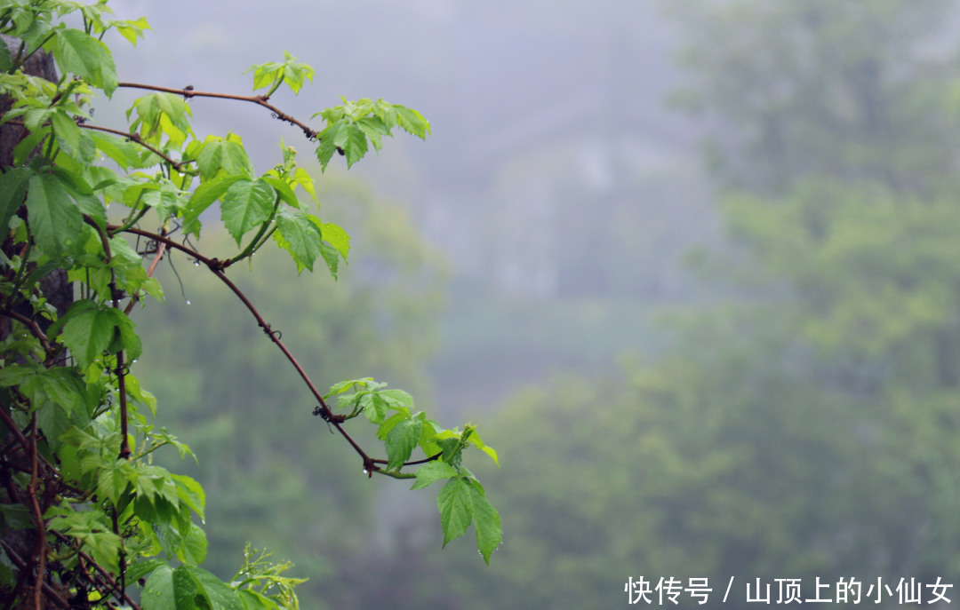 不负春色 | “春茶繁花” 私藏春季献礼|杭州天域开元观堂 | a8338