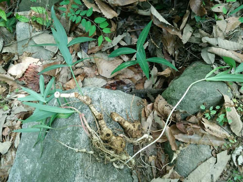 植物|村民称其草为“土黄金”,种子都要几十元1斤,日韩全靠进口