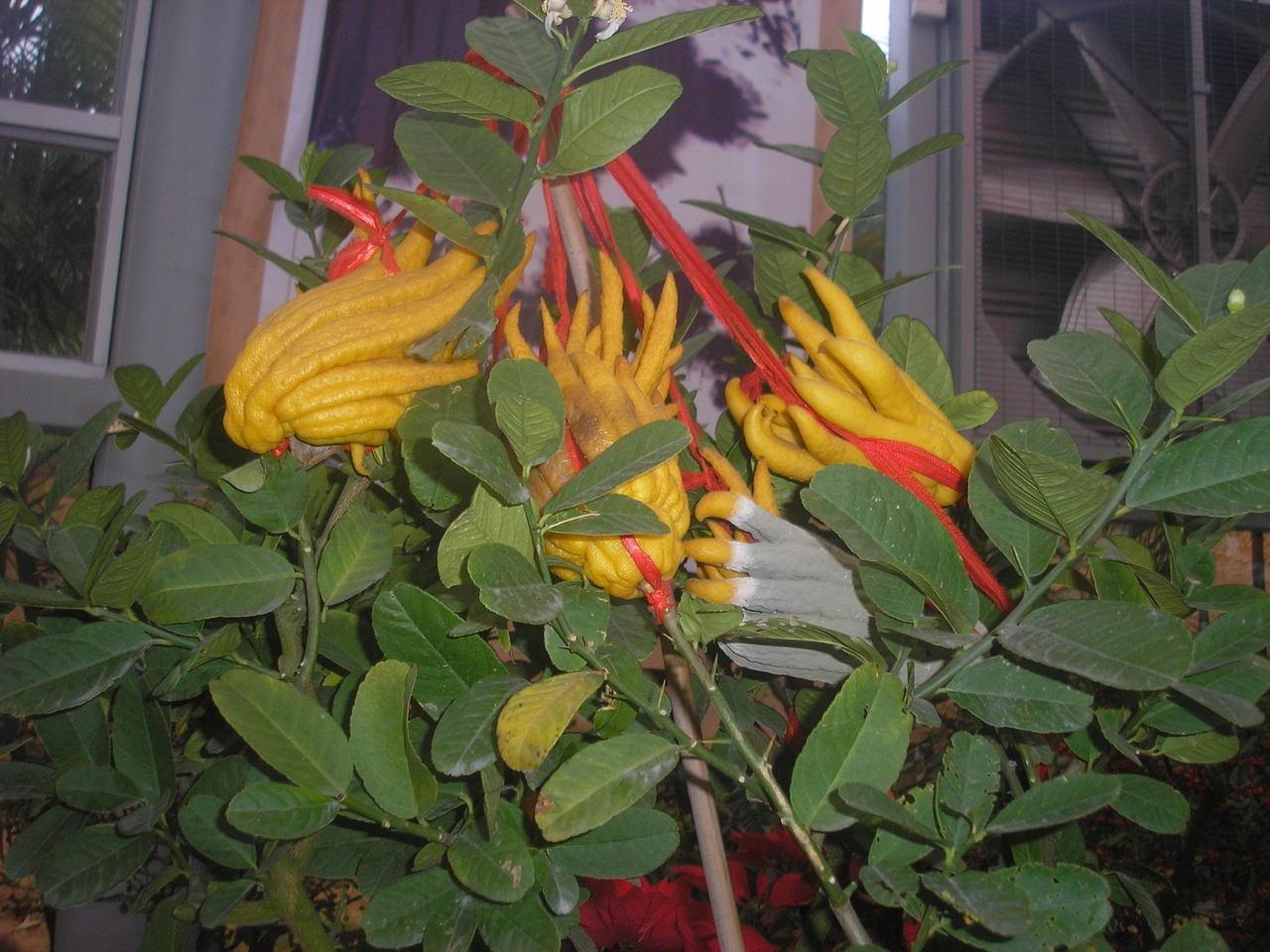 此花香气浓郁，千姿百态，被称为果中之仙品，代表着吉祥和幸运