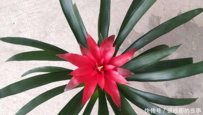 高手公认“最难养”的4款花卉,你家有吗?