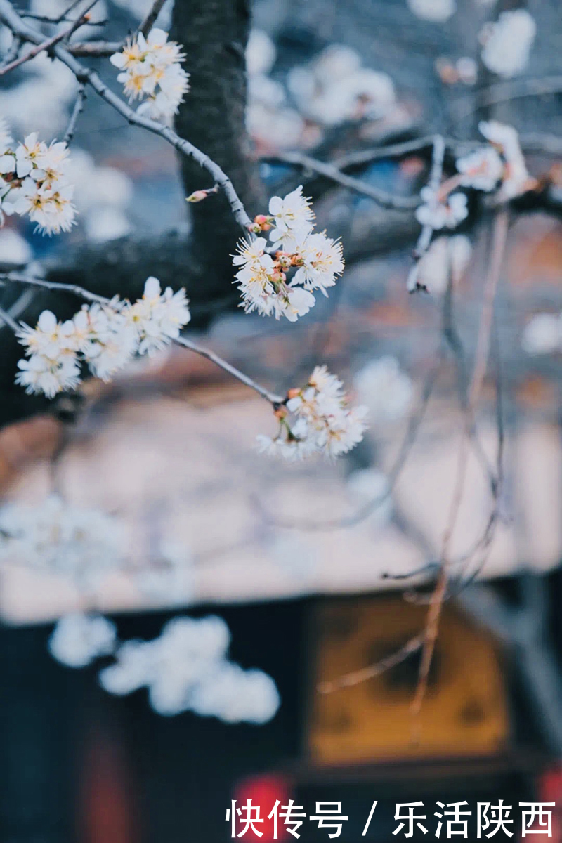 中年|百花争春时节，在西安，这些浪漫的事情一安排 ，想怎么嗨都行