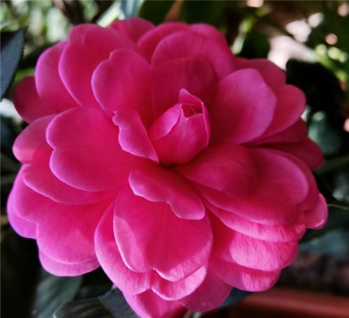 落蕾|茶花开了,没几天就蔫了,注意3点,开花如碗大