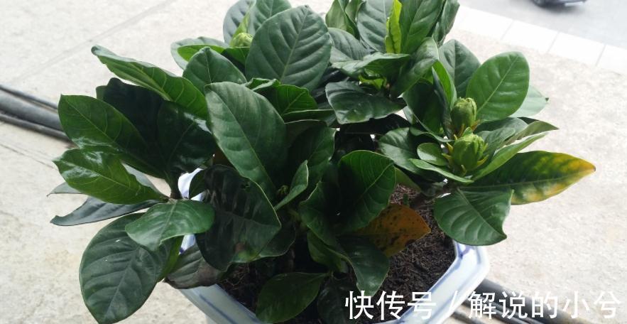 经验分享:用磷酸二氢钾养花的注意事项