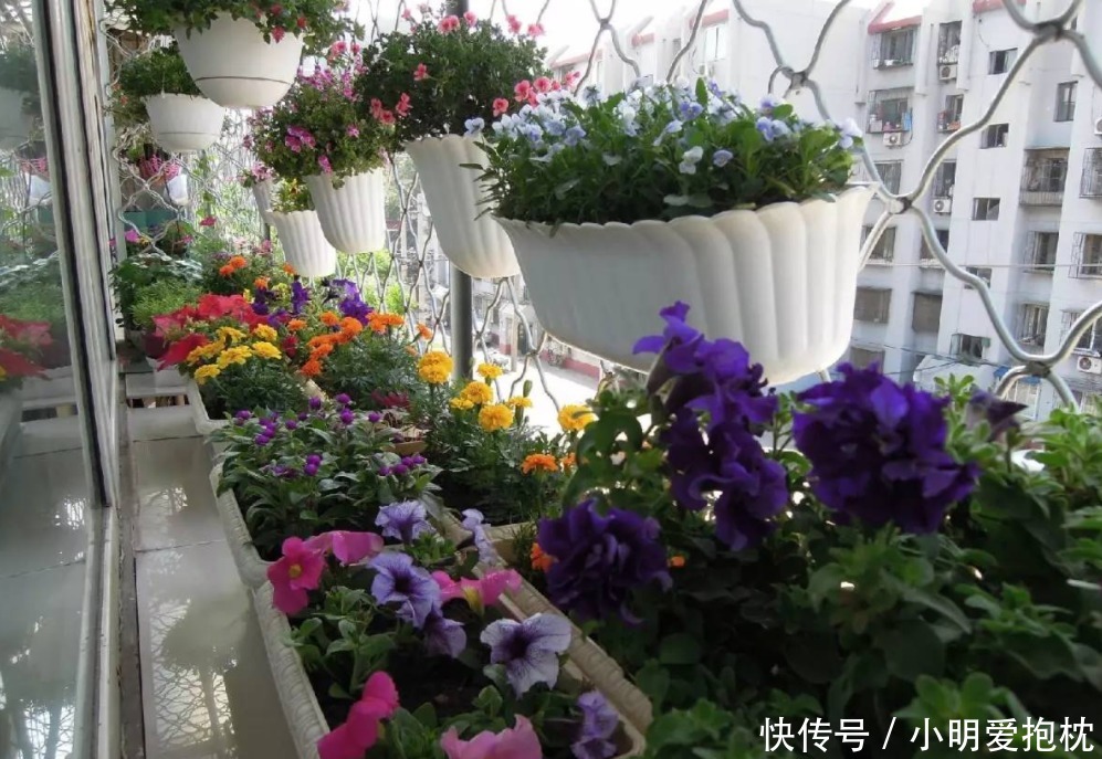 植物|没出现这些情况,天热一换盆土,植株就没命