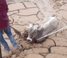 |搞笑gif 你永远也猜不到女主播的背 后, 让 人意 外了