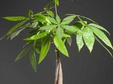 家里养花不要瞎眼!这6种花旺财又养人,有2种花是大忌!