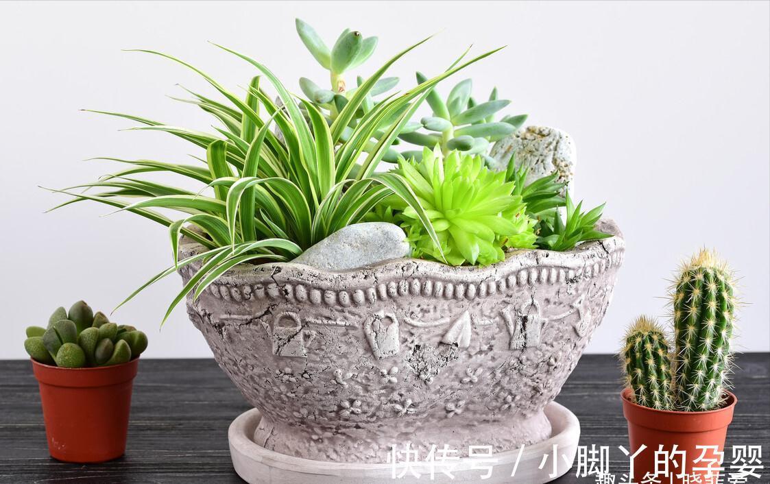 冬季养花,了解“七忌”,简单实用,安全过冬