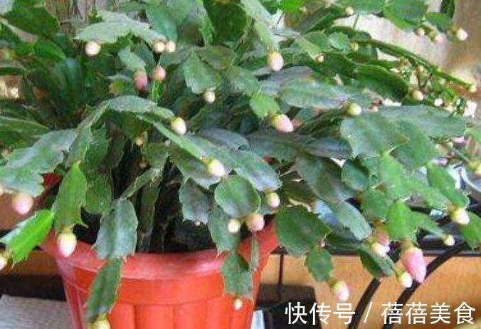 花期中的蟹爪兰该怎么养,注意4点,花期长花色艳