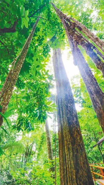 植物|海南热带雨林国家公园为生物多样性保护贡献“智慧”