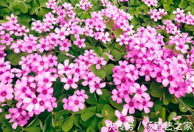 花海|6种优质低价的漂亮花,好养好看开出花海,有效降低养花成本