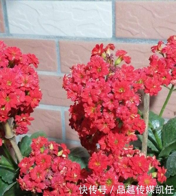 小平头|长寿花剪一刀,理个小平头,株型矮壮开花多