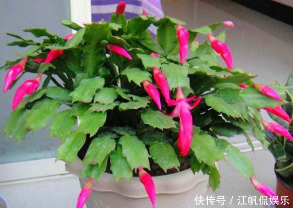 蟹爪兰叶片软趴趴怎么办从3方面对症处理,冬春花开爆满盆