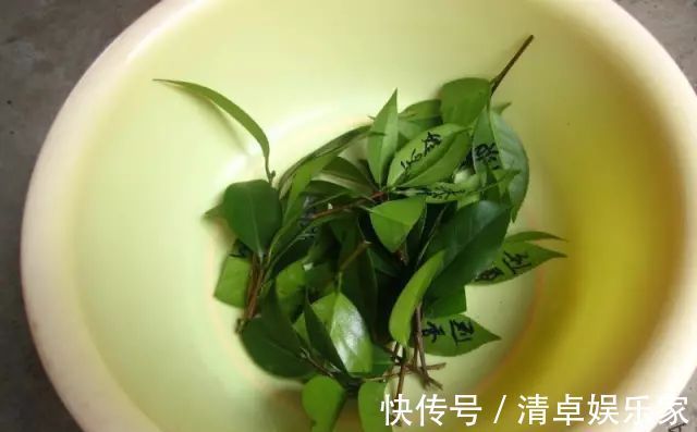 米兰花|夏季扦插茶花米兰花有妙招,套个塑料袋,保湿好生根快不死苗