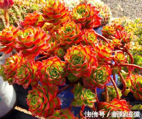 养护|多肉“蒂亚”还在充白菜3个小技巧，浑身红彤彤，颜色最耀眼