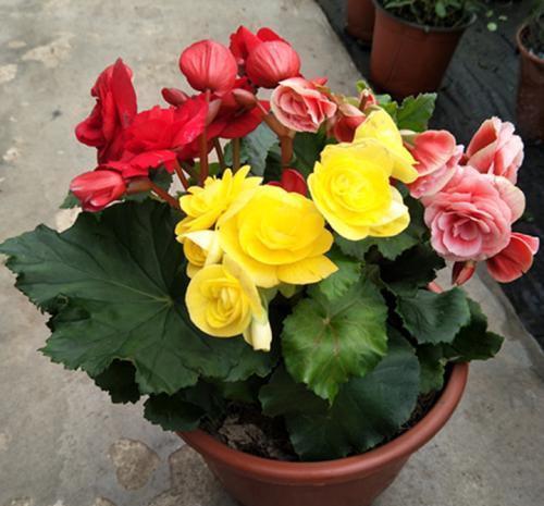 多肉植物|花店买花，避开4种花，里面“猫腻大”，买了难养活，白白浪费钱