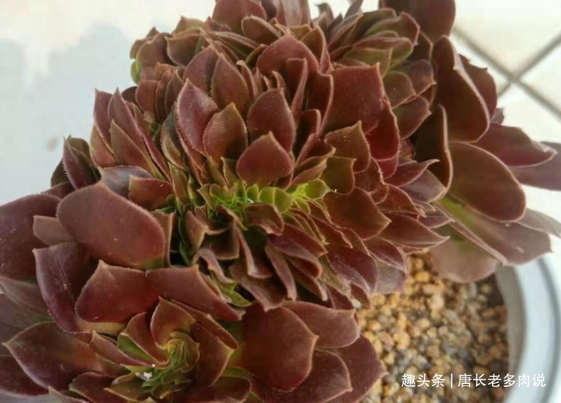 多肉植物|多肉植物法师缀化怎么砍头砍头以后要晾几天才能上盆栽种