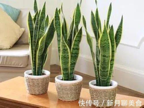 管理|这些植物放在洗手间,不用管理都能长得很好,还祛除异味