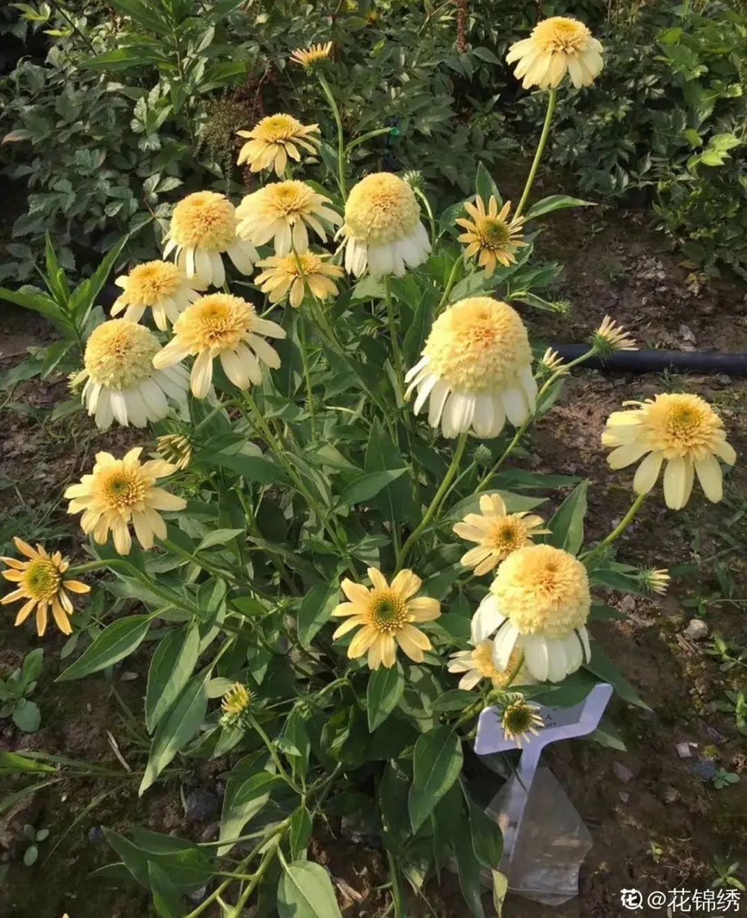 蕾丝|30种夏天花,热不死、晒不死,大半年都开花,还没病虫害