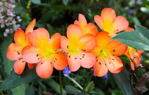 君子兰高雅大气开花鲜艳，春季注意三点，苗壮冬季开成大花球