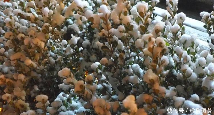 雪景|瑞雪醉心南山夜，游客连夜入住九如山欣赏雪景