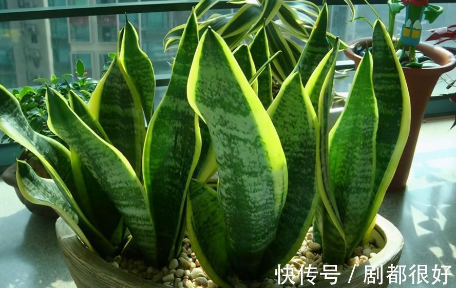 三伏天,养花难就盆栽虎皮兰,净化效果好,打理只需抓住3点