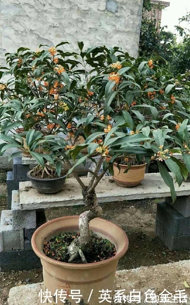 花农把这种花用树桩一嫁接，形状好看了，价格立马涨了几十倍