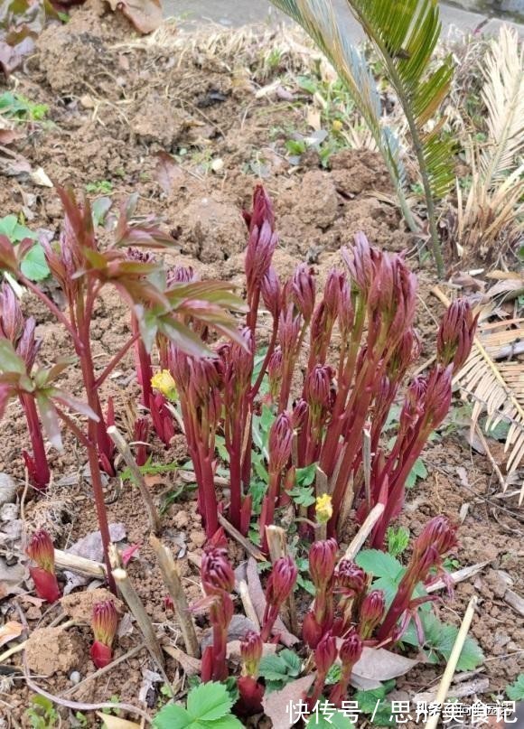 8种“富贵花”自带好运,花大优美,能养几十年,能值很多钱