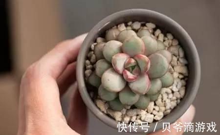 水和光多少是适量,50种常见多肉植物度夏攻略