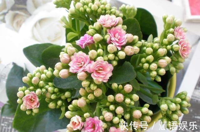 这2种“肥”长寿花最喜欢!盆里放一点,叶片肉嘟嘟,开花爱爆盆