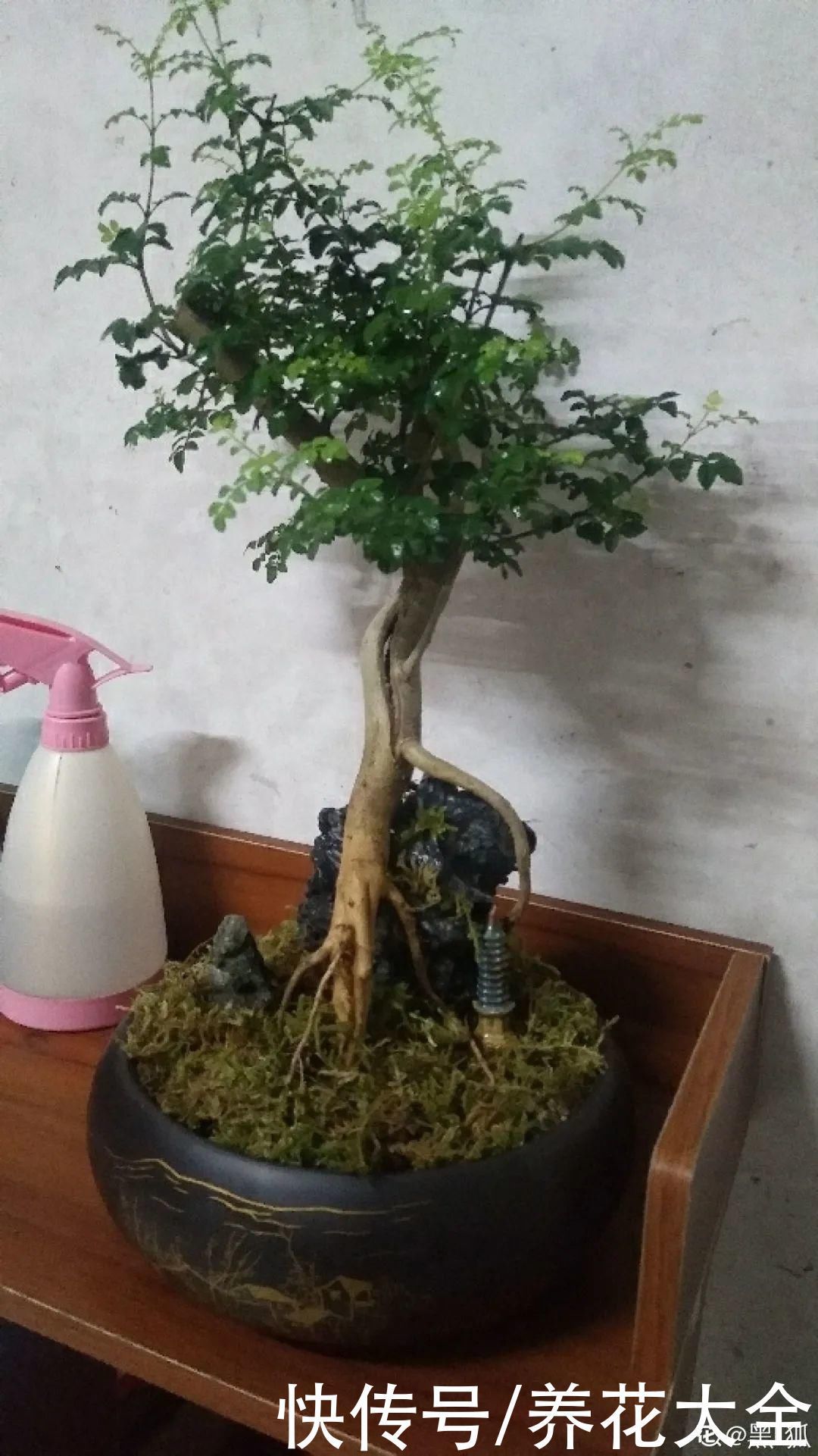 农村当柴烧的花，原来可以当盆景，给一千块也不卖