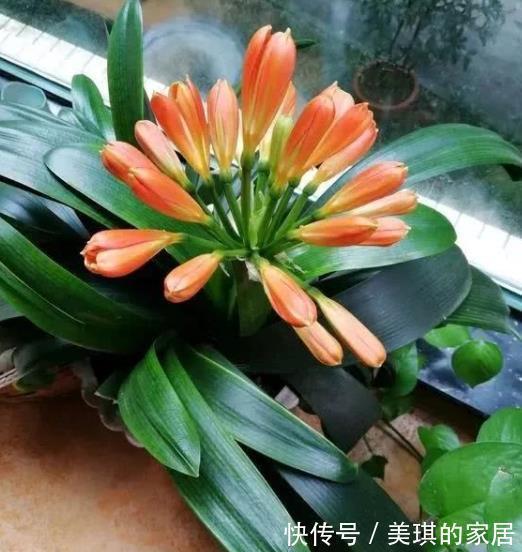 秋天|想要君子兰快速开花?教你3招,学会了叶片油亮,绽放层叠群花