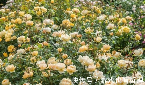 花朵|30个浓香月季品种，你喜欢哪一种养一棵满院飘香！