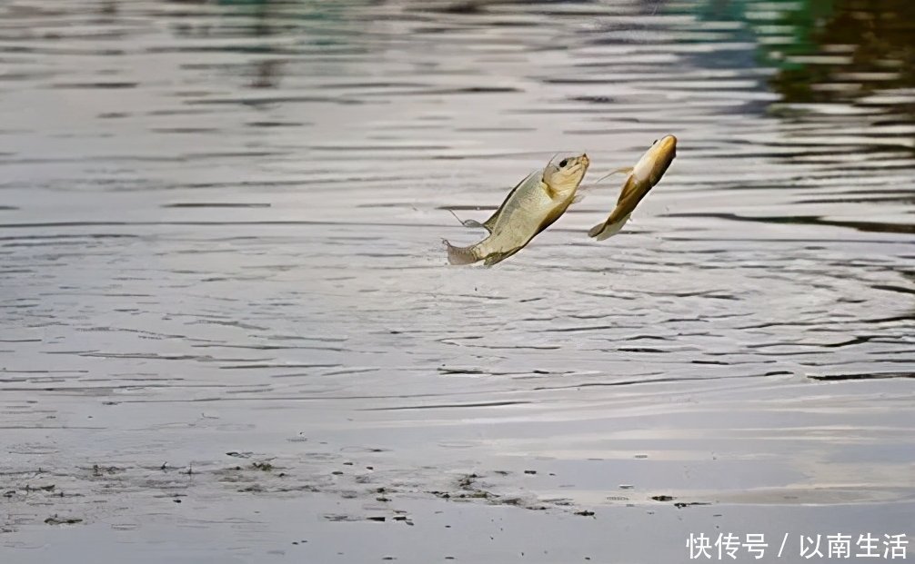鲤鱼|钓鲤鱼的四个诀窍与自制鲤鱼饵的方法,效果非常显著