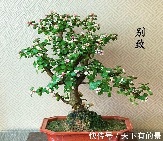 养金枝玉叶,做到“3多1少”,能快速养成老桩,价值高