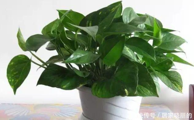 绿萝|绿萝叶子发黄怎么办?四招解决
