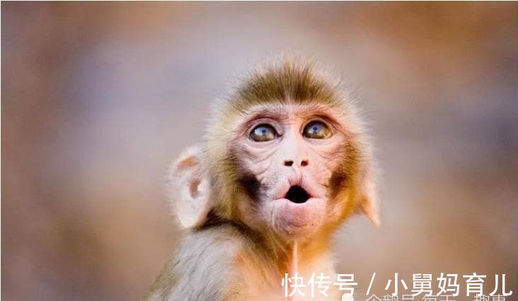老人|生肖猴：“猴猴猴猴”最怕和什么属相结婚？老人的话一点都不假！