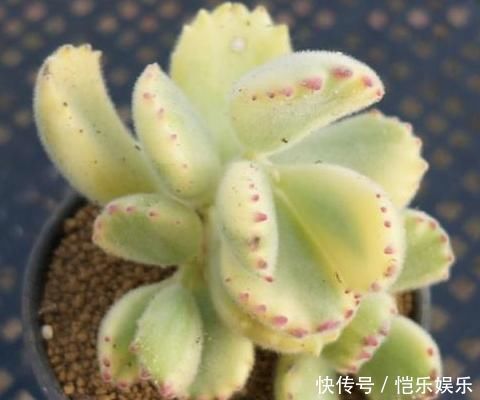 养多肉植物一个小技巧,长得壮状态好,而且还能顺利开花