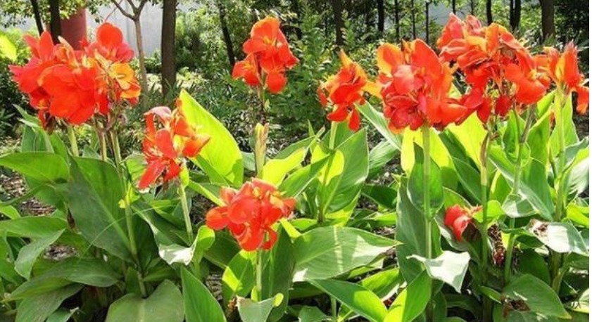 家有小院,就养“美人蕉”,五颜六色、花团锦簇,花朵硕大花期长