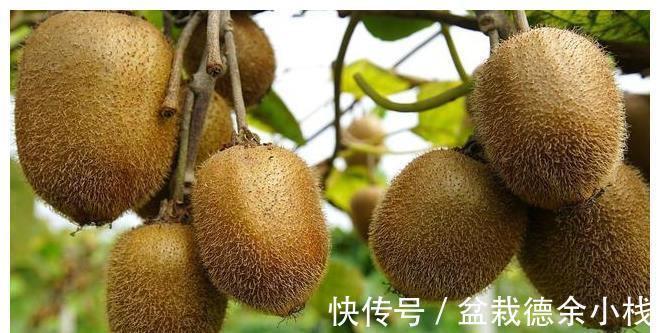 小事|白露前后，记得多吃“5种水果”，少做“3件小事”，秋冬少生病