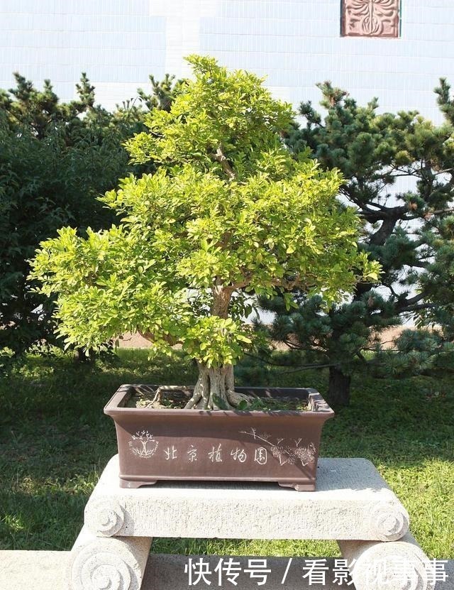 冬剪|盆景如何科学剪枝、控剪、冬剪,初学者要收藏!