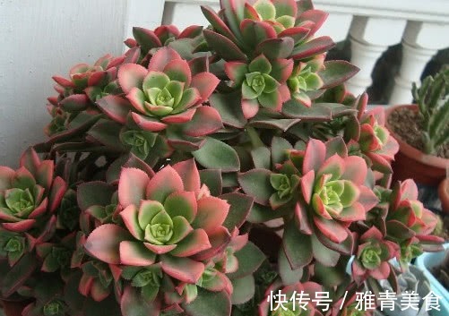 多肉艳日辉怎么养教你3个盆栽小妙招，养出最多彩绚烂的艳日辉