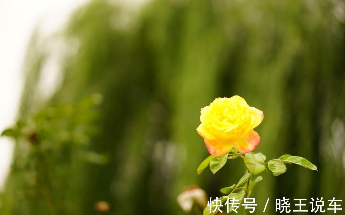 养花7年总结的小经验,希望对你有帮助